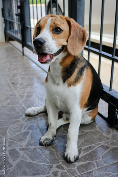 Fototapeta Puppy that just played in the mud. Sit with dirty paws in front of a terrace and waits to enter the house.