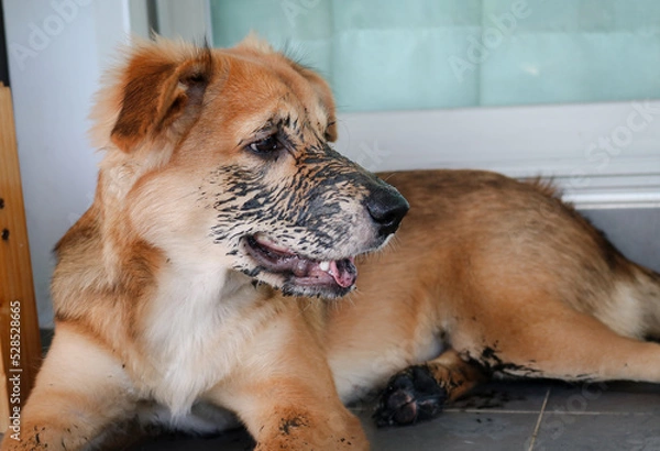 Fototapeta Puppy that just played in the mud. Sit with dirty paws in front of a terrace and waits to enter the house.