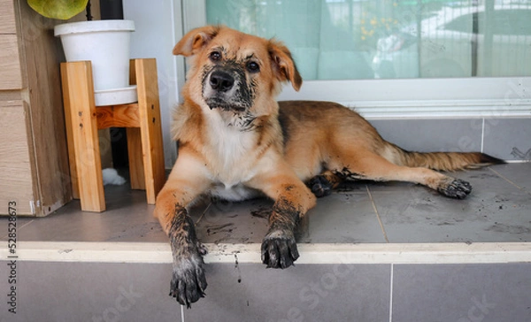 Fototapeta Puppy that just played in the mud. Sit with dirty paws in front of a terrace and waits to enter the house.
