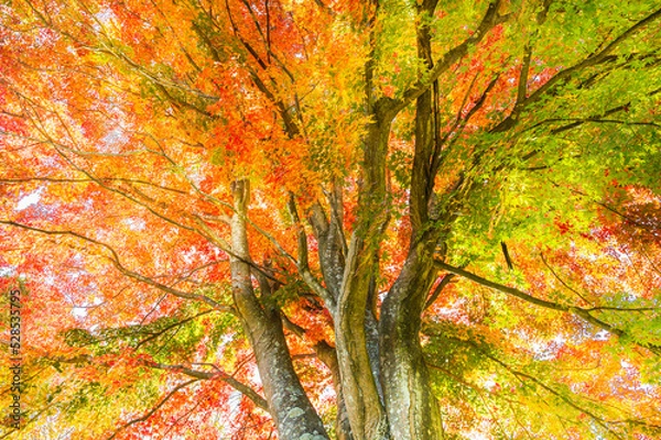 Fototapeta 一面に広がるカラフルな紅葉