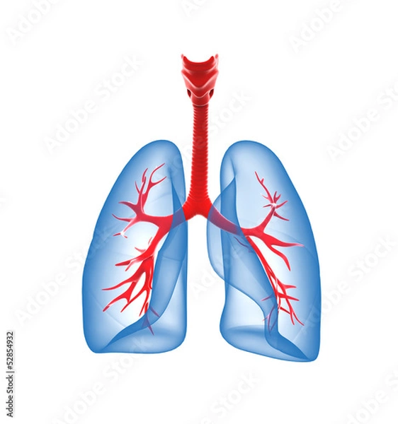 Obraz Lungs