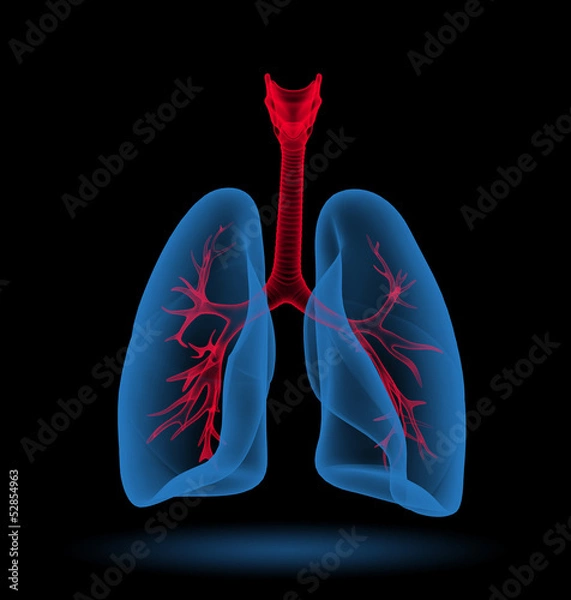 Obraz Płuca