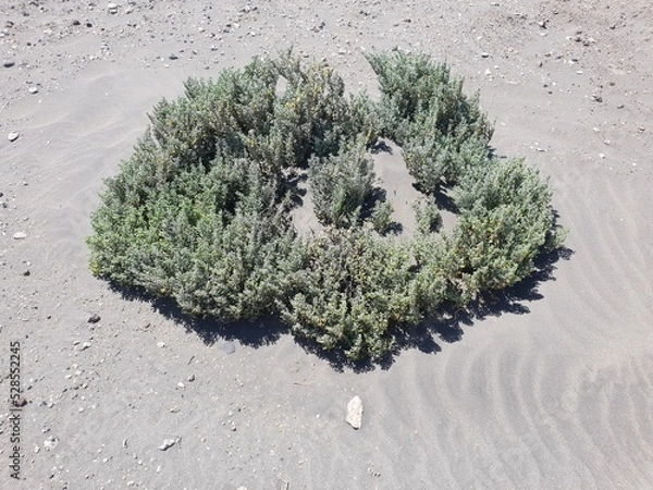 Obraz seaweed on the beach