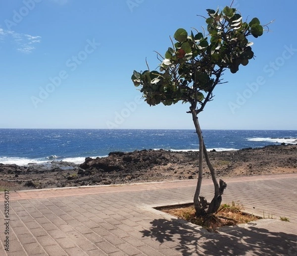 Obraz tree on the beach