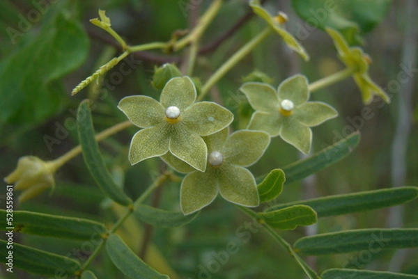 Obraz green and yellow flower