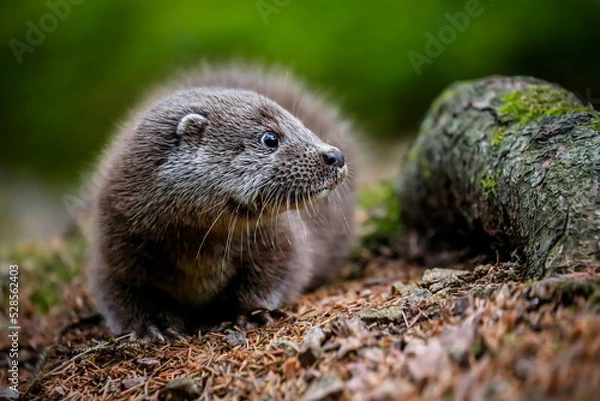 Fototapeta Close-up portrait of a river otter in its natural environment.
It is also known as the European otter, Eurasian river otter, common otter, and Old World otter. Native to Eurasia. Lutra lutra.
