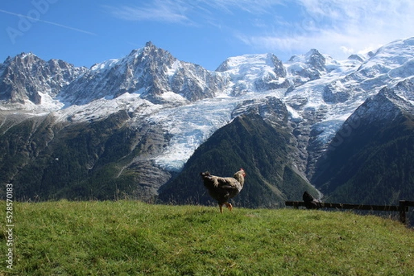 Obraz Poule dans les Alpes