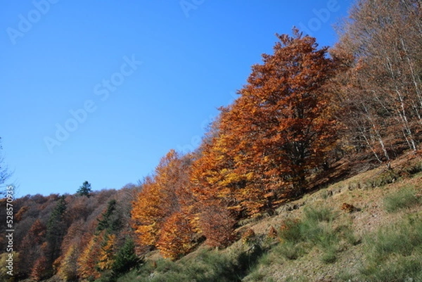 Obraz Couleurs d'automne