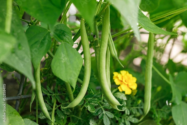 Obraz Organically homegrown 'Provider' bush snap green beans growing in a garden in summer