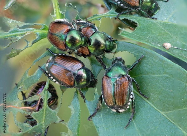 Obraz Japanese beetles on a leaf