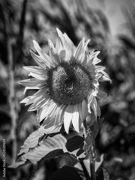 Obraz black and white sunflower