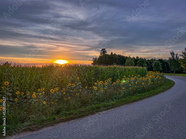 Obraz sunset in the field