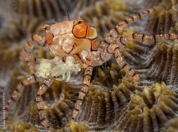 Fototapeta Decorator Crab