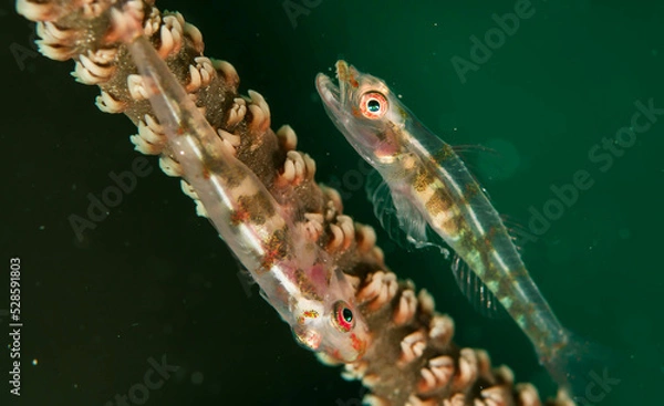 Fototapeta little fish