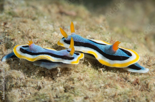 Fototapeta nunibranch