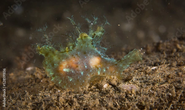 Fototapeta Ninibranch