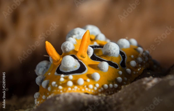Fototapeta nudibranch