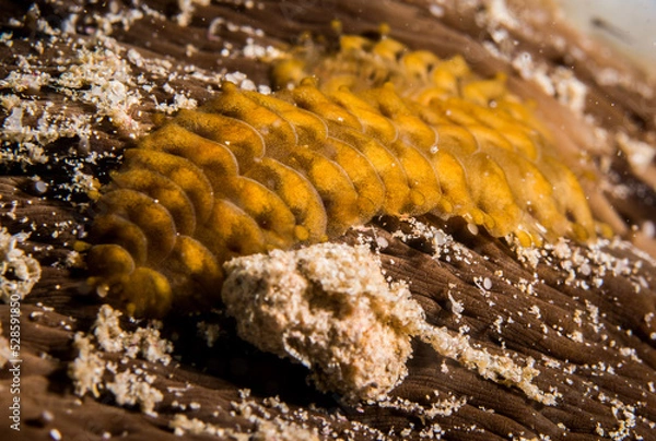 Fototapeta Flat worm