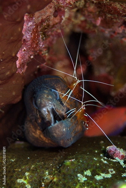 Fototapeta moray eel and shrimp