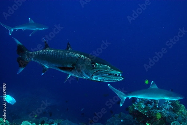 Fototapeta barracuda 