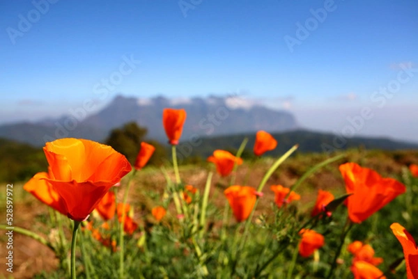 Fototapeta A picture of orange poppies with blurred mountains and blue sky in the background.  The concept of fresh flowers with copy space from north of Thailand.
