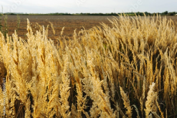 Obraz kłosy na polu