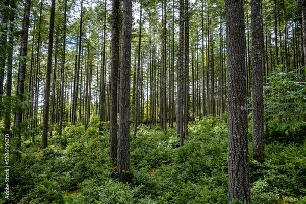 Obraz Stand of Douglas Fir trees, Washington State, Pacific Northwest, summer, tree trunks, 20210717.
