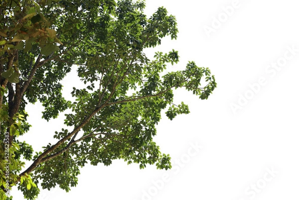 Obraz Tropical tree leaves and branch foreground 