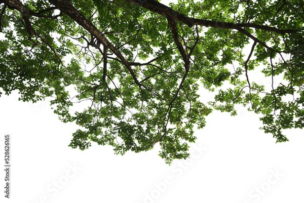 Obraz Tropical tree leaves and branch foreground 