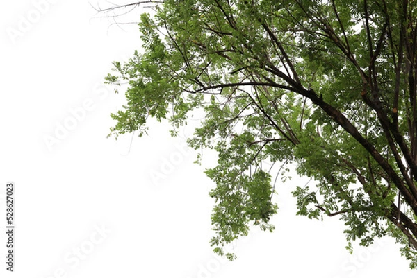 Obraz Tropical tree leaves and branch foreground 