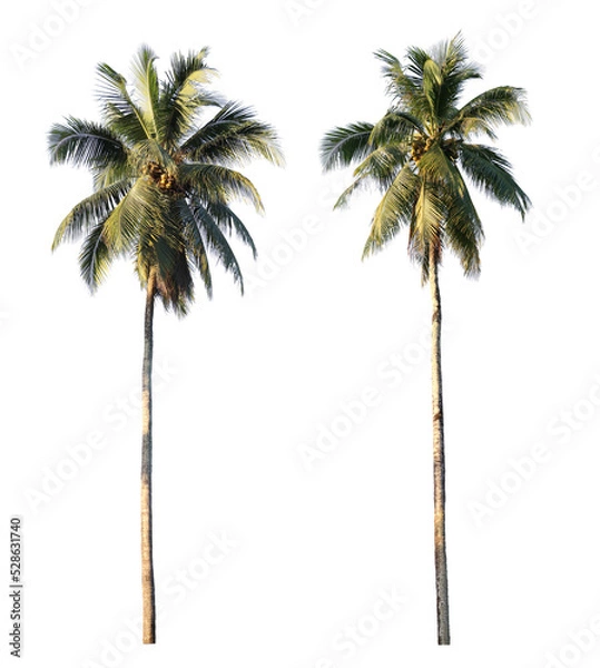 Obraz coconut palm tree