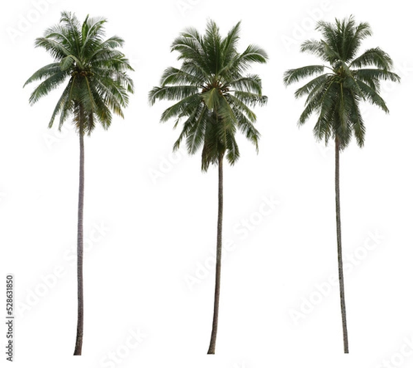 Fototapeta coconut palm tree