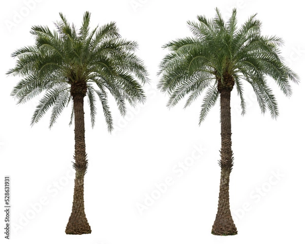 Obraz Phoenix dactylifera palm trees