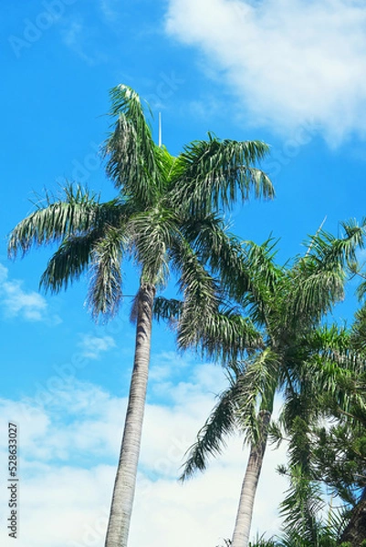 Obraz Palm trees in the blue sunny sky.