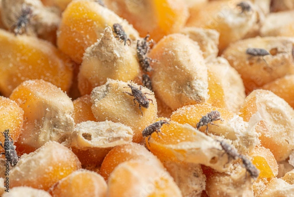 Obraz Corn weevil, Maize weevil beetles ,Maize grain weevil, Insect damaged corn kernels