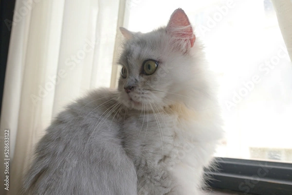 Obraz Cute curious cat close-up of face sitting on windowsill looking staring behind screen curtains.
