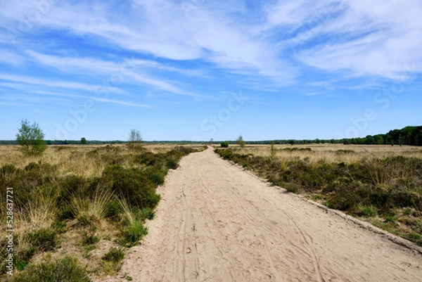 Obraz Ginkelse Heide - Ginkel Heath - The Netherlands - looking over the dry heath from a sand path to the trees at the horizon, big blue sky with veil clouds