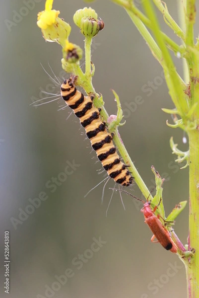 Obraz chenille goutte de sang