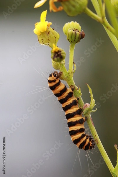 Obraz chenille goutte de sang