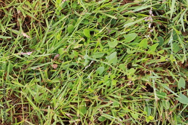 Obraz Fond végétal champêtre
