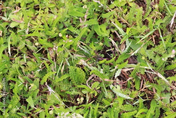 Obraz Fond végétal champêtre
