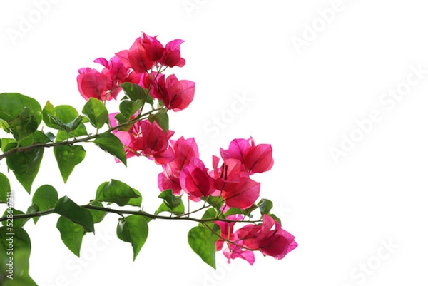 Obraz Realistic flowering plants foreground