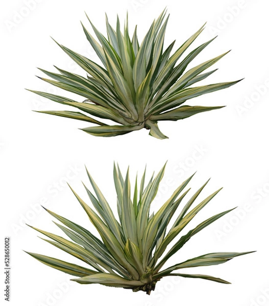 Obraz Large Agave Plants