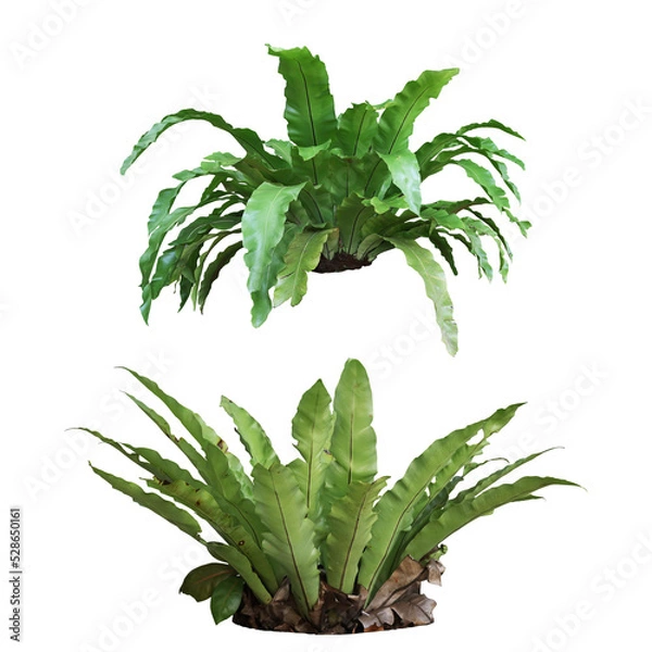 Fototapeta Asplenium antiquum plants