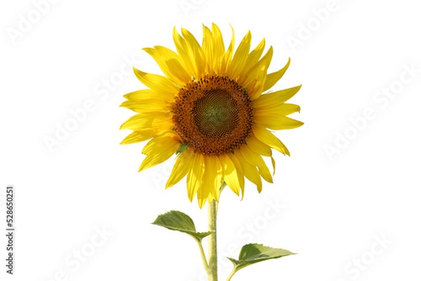 Fototapeta Realistic sunflower 