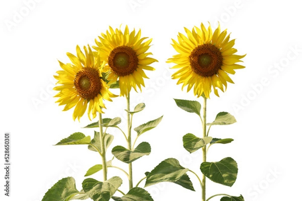 Obraz Realistic sunflower 