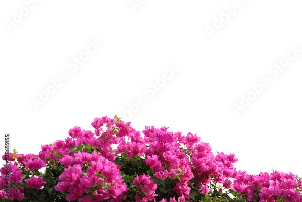 Obraz Realistic flowering plants foreground isolated