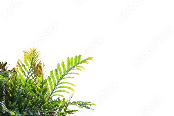 Obraz Tropical tree leaves foreground isolated