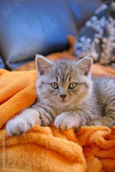 Fototapeta Little grey cat lying on an orange blanket on the couch