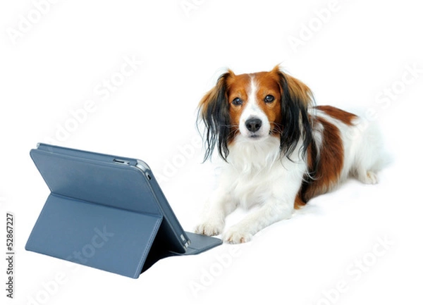 Fototapeta Cute Dog and a Tablet